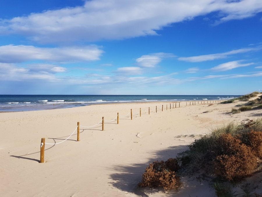 nahegelgener Sandstrand mit typischer Flora